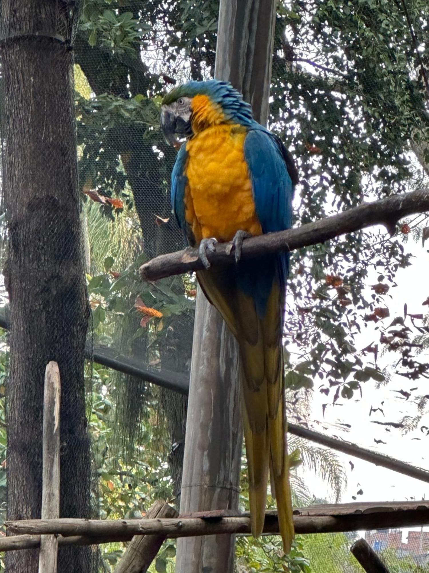 O Queridinho * Río de Janeiro